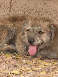 Found/Stray Male Dog last seen Warner and Kyrene, Tempe, AZ 85284