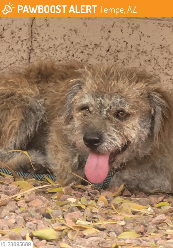 Found/Stray Male Dog last seen Warner and Kyrene, Tempe, AZ 85284