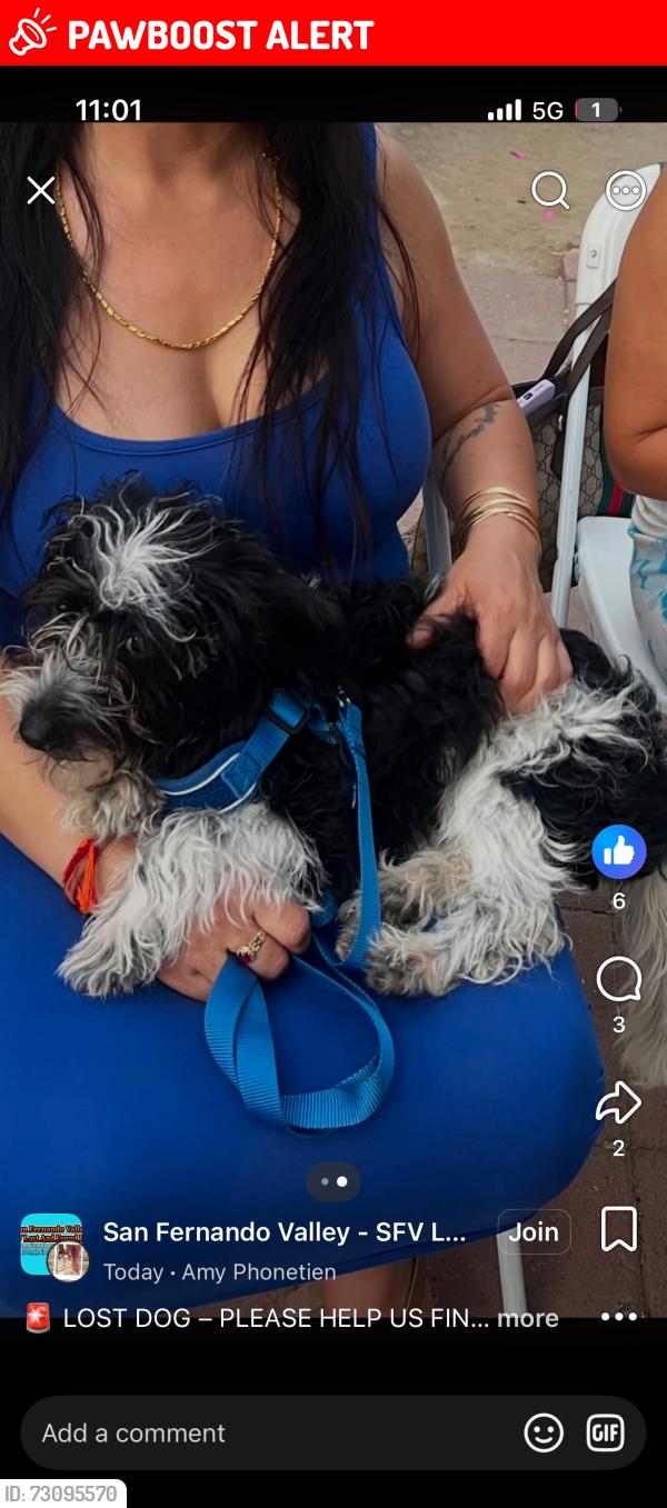Lost Male Dog last seen He slipped out the car around San Fernando valley I-5 freeway on the edges, Los Angeles County, CA 91401