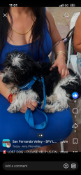 Lost Male Dog last seen He slipped out the car around San Fernando valley I-5 freeway on the edges, Los Angeles County, CA 91401
