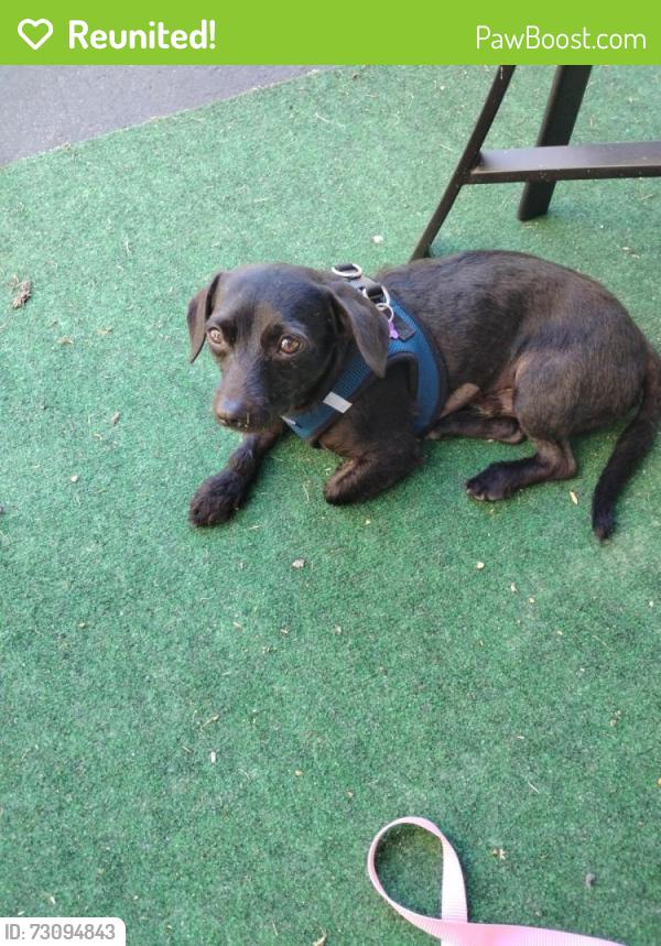 Reunited Male Dog last seen St Leo the Great Church Piedmont Ave, Oakland, CA 94611