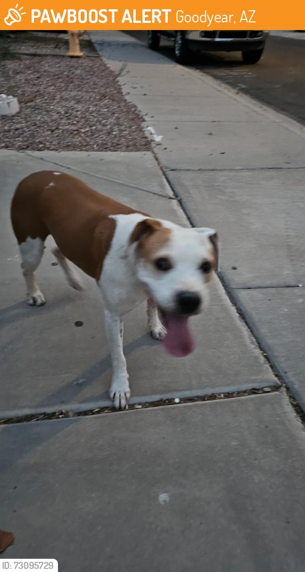 Found/Stray Male Dog last seen 159th and Jefferson, Goodyear, AZ 85338
