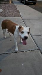 Found/Stray Male Dog last seen 159th and Jefferson, Goodyear, AZ 85338