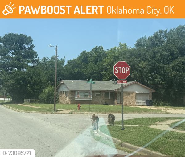Found/Stray Unknown Dog last seen Neighborhood Oakcliff …Parker Dr and Creekwood ter somebody left there dogs chain up on the street, Oklahoma City, OK 73135