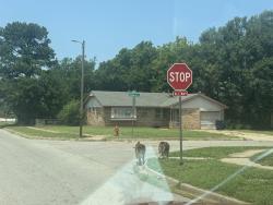 Found/Stray Unknown Dog last seen Neighborhood Oakcliff …Parker Dr and Creekwood ter somebody left there dogs chain up on the street, Oklahoma City, OK 73135