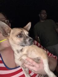 Found/Stray Male Dog last seen Road 31, Madera, CA 93636