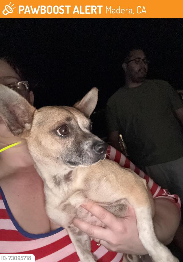 Found/Stray Male Dog last seen Road 31, Madera, CA 93636