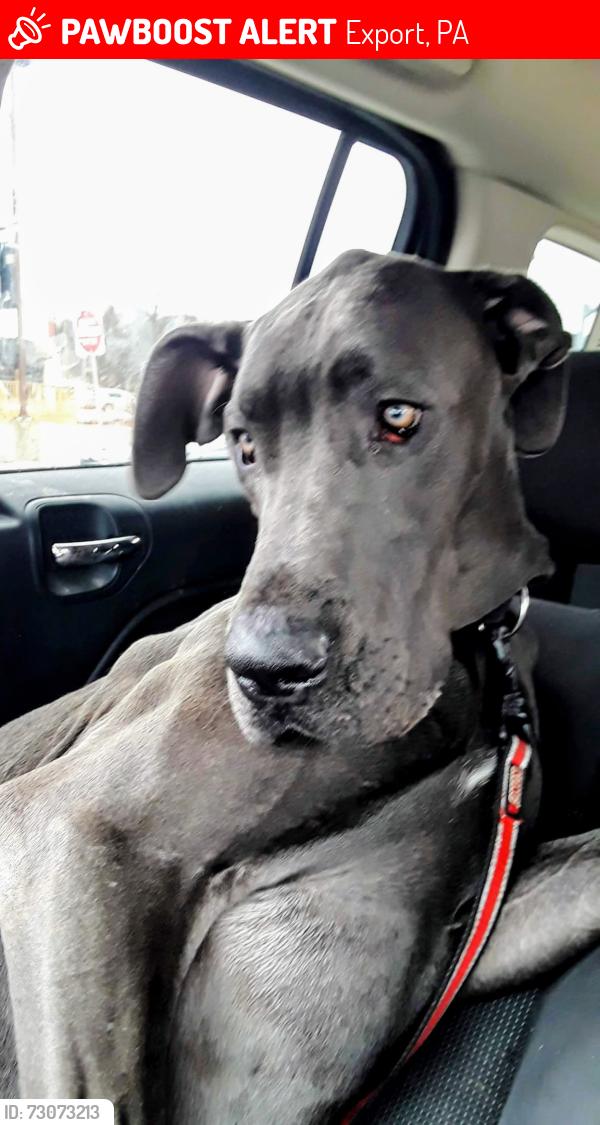 Lost Male Dog last seen Export pa, Export, PA 15632