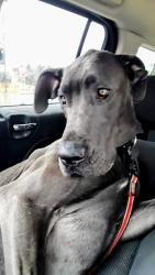 Lost Male Dog last seen Export pa, Export, PA 15632
