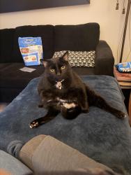 Reunited Male Cat last seen Lacordaire et Henri-bourassa, Montréal, QC H1G 4K2