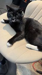Lost Male Cat last seen Encinita and Hermosa, Temple City, CA 91780