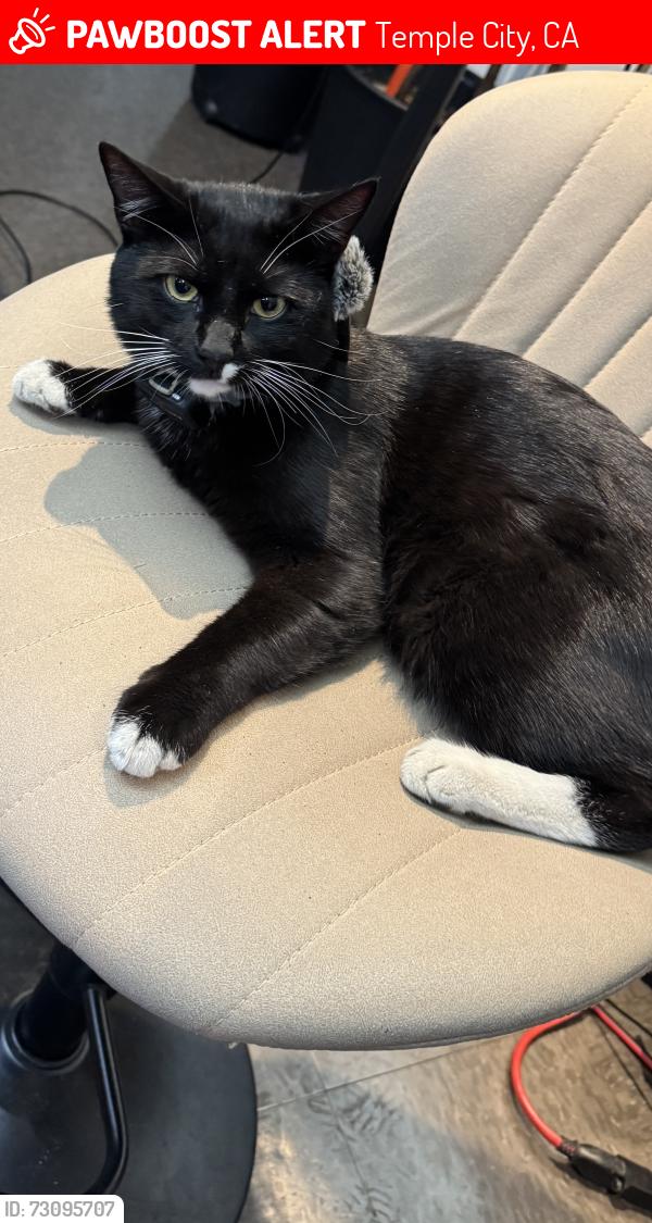 Lost Male Cat last seen Encinita and Hermosa, Temple City, CA 91780