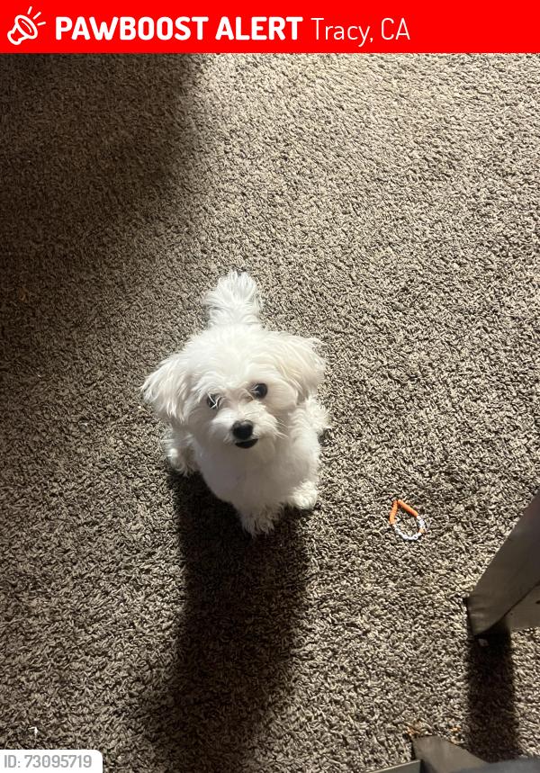 Lost Male Dog last seen Lincoln Park 95376, Tracy, CA 95376