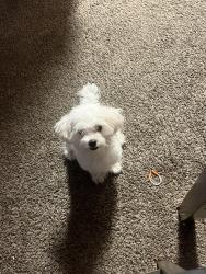 Lost Male Dog last seen Lincoln Park 95376, Tracy, CA 95376