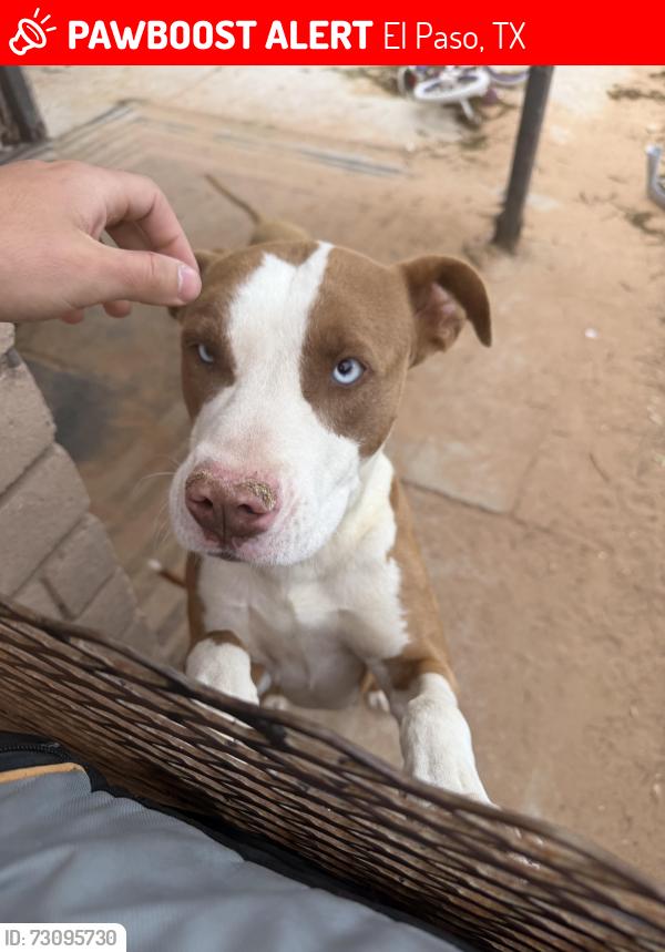 Lost Male Dog last seen East Glen drive, El Paso, TX 79936