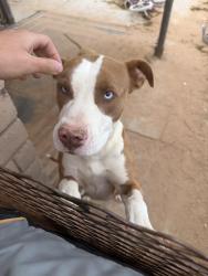 Lost Male Dog last seen East Glen drive, El Paso, TX 79936