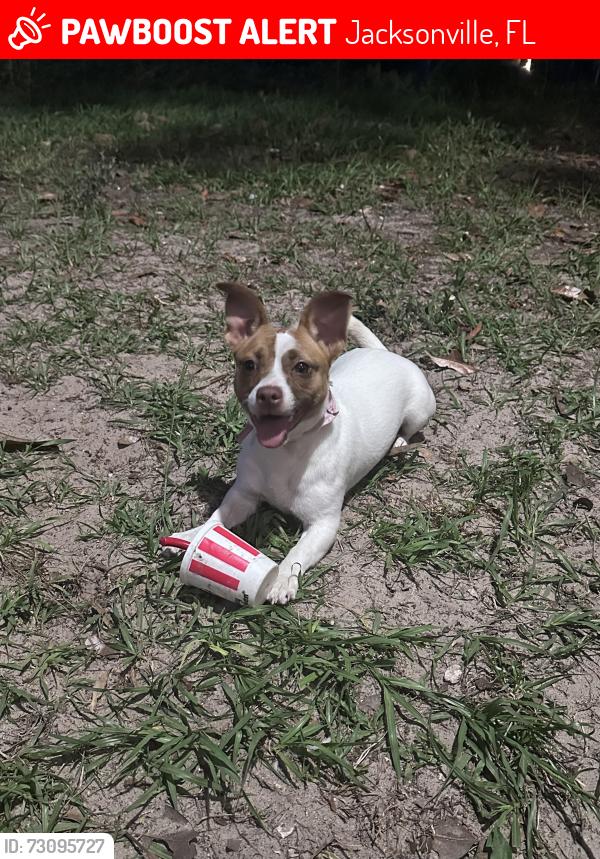 Lost Female Dog last seen Lane ave s, Jacksonville, FL 32205