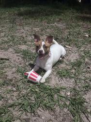 Lost Female Dog last seen Lane ave s, Jacksonville, FL 32205