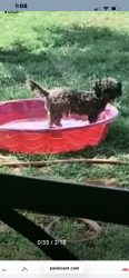 Lost Male Dog last seen Lamesa rd- Oak ave, Midland, TX 79705