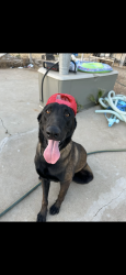 Lost Male Dog last seen Ironwood, Moreno Valley, CA 92553