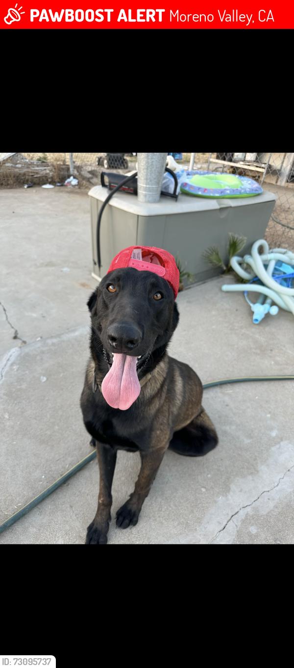 Lost Male Dog last seen Ironwood, Moreno Valley, CA 92553