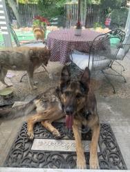 Found/Stray Female Dog last seen Twin River Way, Sacramento, CA 95831