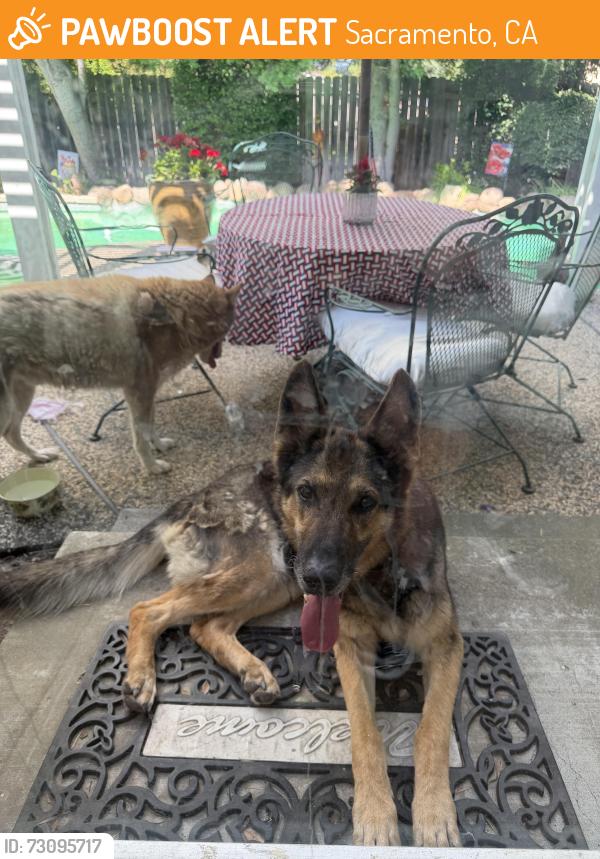 Found/Stray Female Dog last seen Twin River Way, Sacramento, CA 95831