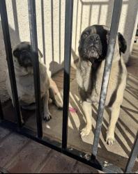 Reunited Male Dog last seen Northpark, San Bernardino, CA 92407
