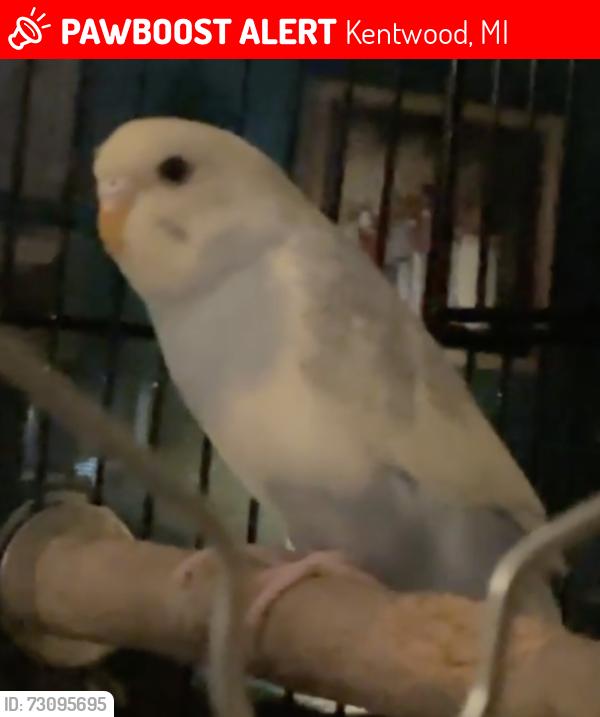 Lost Unknown Bird last seen 52nd and Kalamazoo, Kentwood, MI 49508