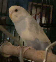 Lost Unknown Bird last seen 52nd and Kalamazoo, Kentwood, MI 49508