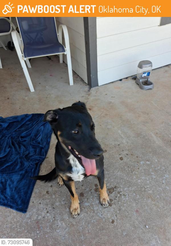 Found/Stray Male Dog last seen Near ne 115th st oklahoma city ok, Oklahoma City, OK 73114
