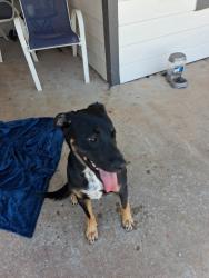 Found/Stray Male Dog last seen Near ne 115th st oklahoma city ok, Oklahoma City, OK 73114