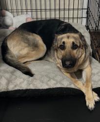 Reunited Female Dog last seen Eubank ,Comanche, Albuquerque, NM 87111