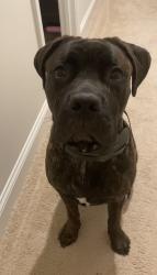 Lost Female Dog last seen Last seen near 211 Murph McLaughlin rd, Red Springs, NC in Hoke County, Red Springs, NC 28377