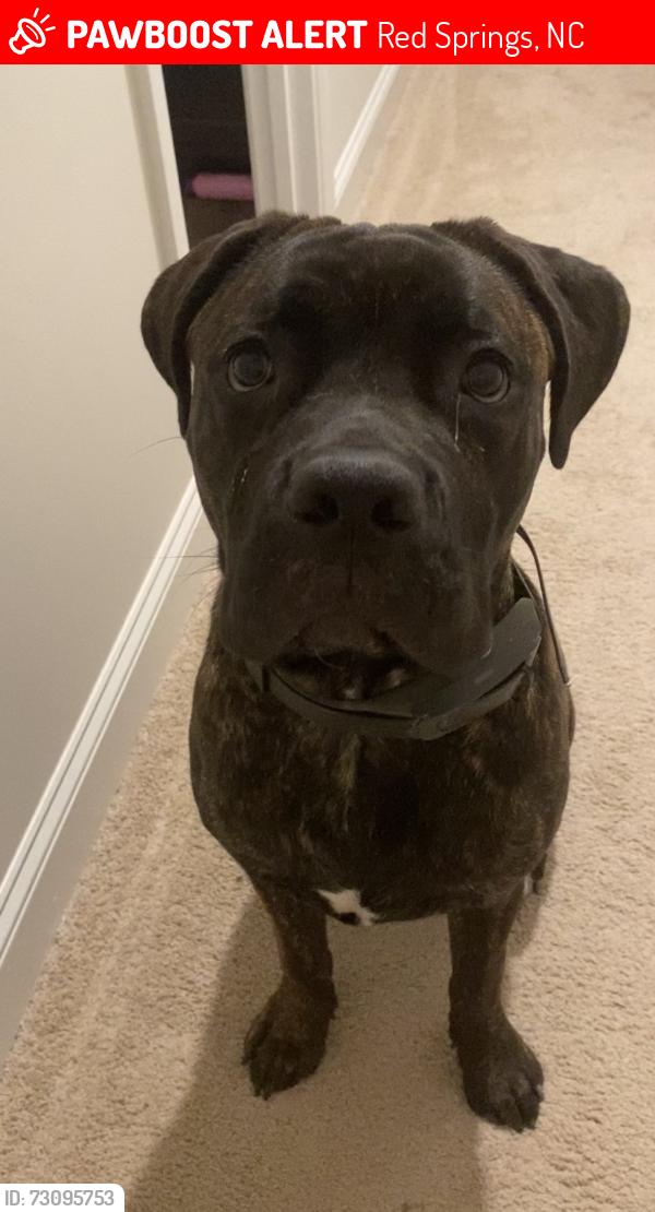 Lost Female Dog last seen Last seen near 211 Murph McLaughlin rd, Red Springs, NC in Hoke County, Red Springs, NC 28377