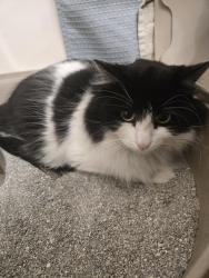 Found/Stray Unknown Cat last seen Waterleaf apmt complex, Vista, CA 92056