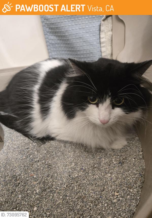 Found/Stray Unknown Cat last seen Waterleaf apmt complex, Vista, CA 92056