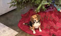 Reunited Female Dog last seen Near Farm Cove, Olive Branch, MS 38654