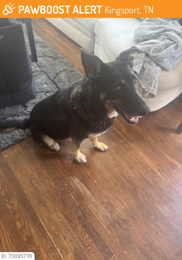 Found/Stray Female Dog last seen Across from Mercedes Dealership on Stone Drive, found on Arbutus, Kingsport, TN 37665