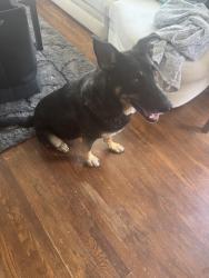 Found/Stray Female Dog last seen Across from Mercedes Dealership on Stone Drive, found on Arbutus, Kingsport, TN 37665