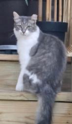 Reunited Male Cat last seen Touhy Avenue / Ridge Avenue , Chicago, IL 60645