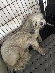 Found/Stray Unknown Dog last seen Lita’s Grooming Studio, El Paso, TX 79904