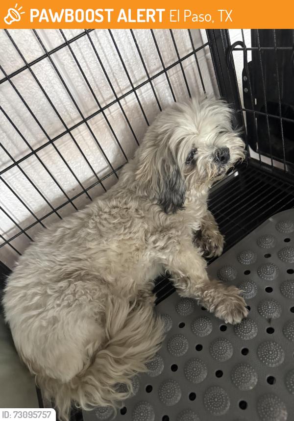 Found/Stray Unknown Dog last seen Lita’s Grooming Studio, El Paso, TX 79904