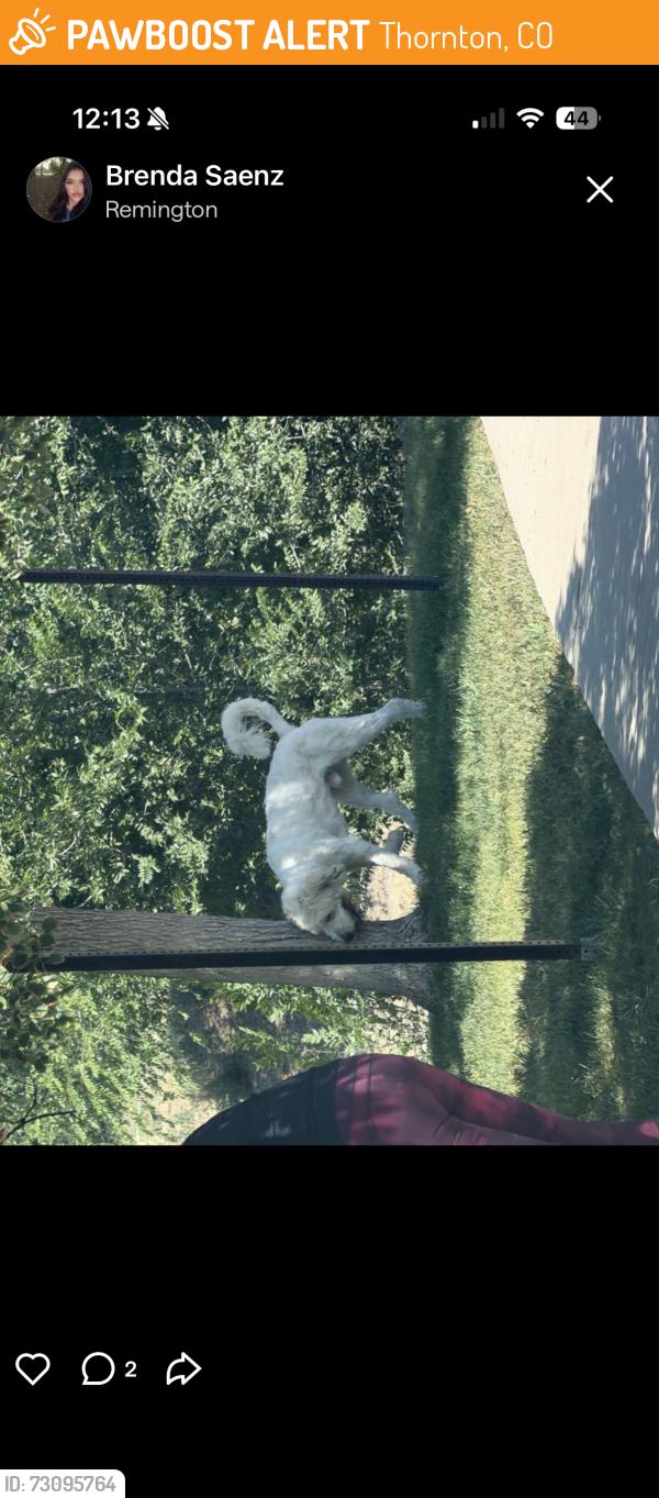 Found/Stray Male Dog last seen Rtd light rail Original Thornton and 88th, Thornton, CO 80229