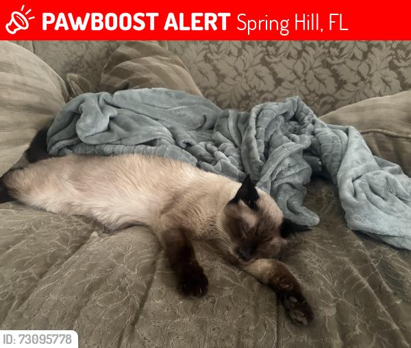 Lost Male Cat last seen candia, Spring Hill, FL 34609
