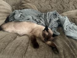 Lost Male Cat last seen candia, Spring Hill, FL 34609