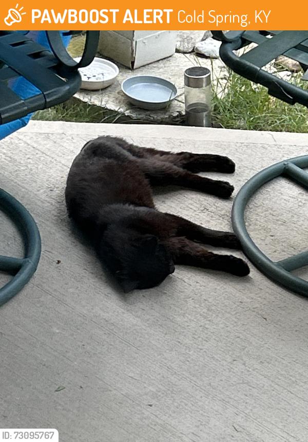 Found/Stray Unknown Cat last seen Boulder view, Cold Spring, KY 41076