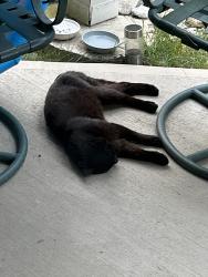 Found/Stray Unknown Cat last seen Boulder view, Cold Spring, KY 41076