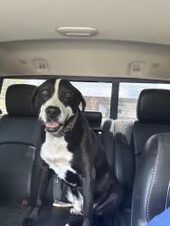 Reunited Male Dog last seen Clemons and Jim Johnson, Plant City, FL 33566