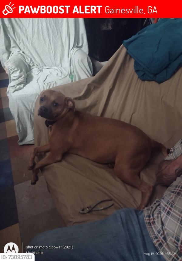 Lost Female Dog last seen Near gillsville hwy, Gainesville, GA 30507